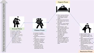 Frontiers Sex Rhythm Death The effect of sexual activity on